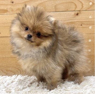 ポメラニアン【神奈川県・男の子・2025年8月21日・オレンジ】の写真「可愛すぎる男の子💙」