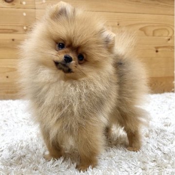ポメラニアン【神奈川県・女の子・2025年8月3日・オレンジ】の写真「とっても可愛い女の子❤️」
