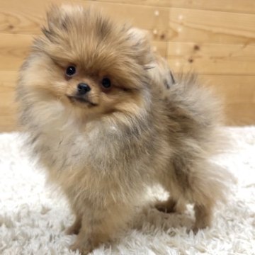 ポメラニアン【神奈川県・男の子・2025年8月21日・オレンジ】の写真「可愛すぎる男の子💙」