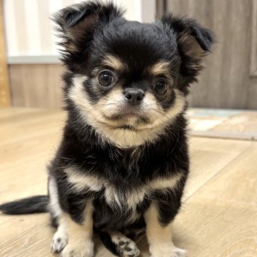 チワワ(ロング)【神奈川県・男の子・2025年8月13日・ブラックタンホワイト】の写真「優しい顔の男の子」