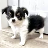 チワワ(ロング)