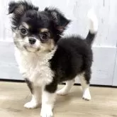 チワワ(ロング)