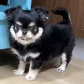 チワワ(ロング)