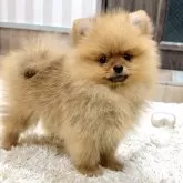 ポメラニアン
