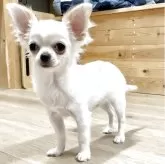 チワワ(ロング)