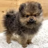 ポメラニアン