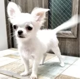 チワワ(ロング)