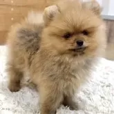 ポメラニアン
