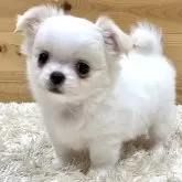 チワワ(ロング)