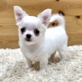 チワワ(ロング)