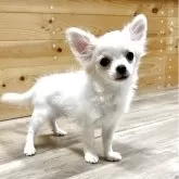 チワワ(ロング)