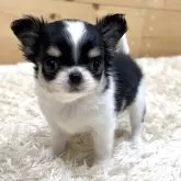 チワワ(ロング)【神奈川県・女の子・2024年10月21日・ブラックタンホワイト】の写真1