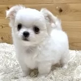 チワワ(ロング)【神奈川県・男の子・2025年9月6日・ホワイト&クリーム】の写真3