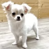 チワワ(ロング)【神奈川県・女の子・2025年4月13日・クリーム&ホワイト】の写真3