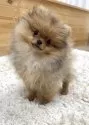 ポメラニアン【神奈川県・男の子・2025年8月21日・オレンジ】の写真4