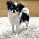 チワワ(ロング)【神奈川県・女の子・2025年6月13日・ホワイト&ブラックタ ン】の写真5