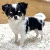 チワワ(ロング)【神奈川県・女の子・2025年6月13日・ホワイト&ブラックタ ン】の写真6