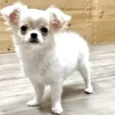 チワワ(ロング)【神奈川県・女の子・2025年4月13日・クリーム&ホワイト】の写真6