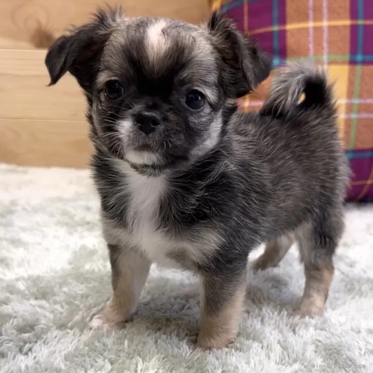 ID：2403-01122の子犬