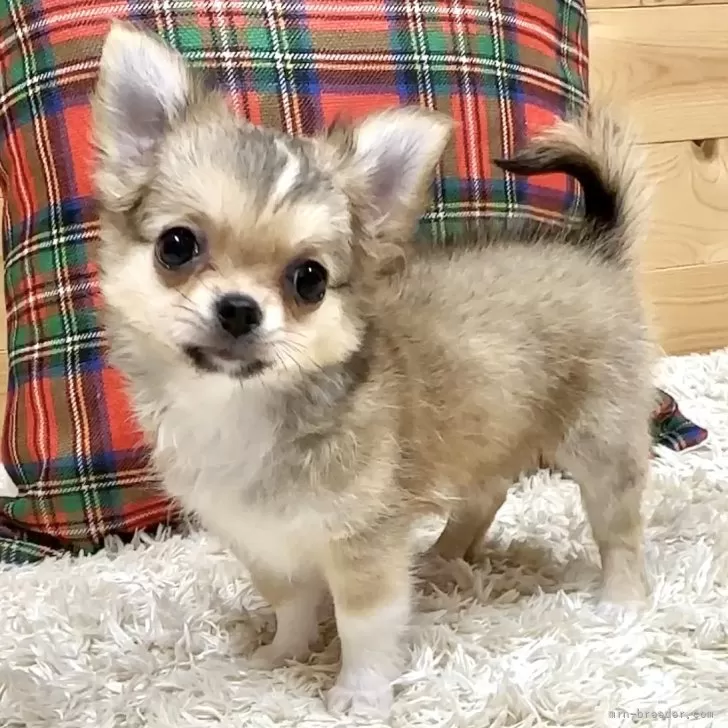 ID：2409-07283の子犬