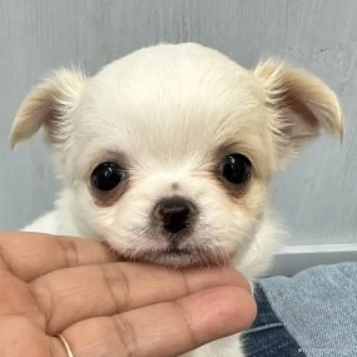 ID:2301-04798の子犬
