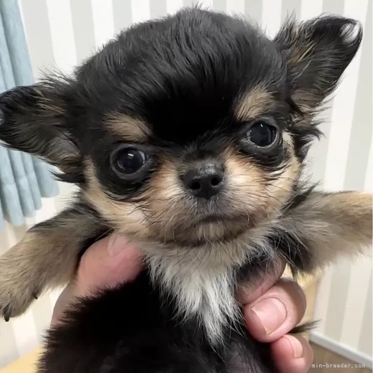 ID:2403-04500の子犬