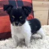 チワワ(ロング)【神奈川県・男の子・2023年10月16日・ホワイト&ブラック】の写真1