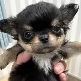 チワワ(ロング)【神奈川県・男の子・2024年1月28日・ブラックタンホワイト】の写真1