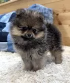 ポメラニアン【神奈川県・女の子・2024年6月12日・オレンジセーブル】の写真3