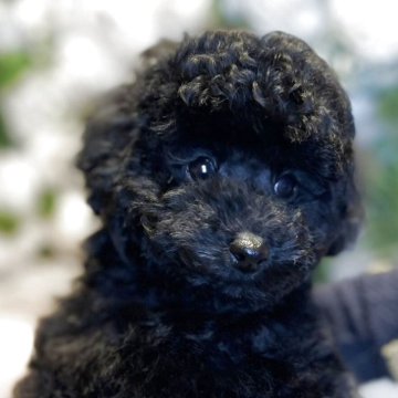 トイプードル(タイニー)【長野県・女の子・2025年8月29日・ブラック】の写真「ハイレベルな女の子🎀•  - •̥🎀」