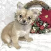 チワワ(ロング)