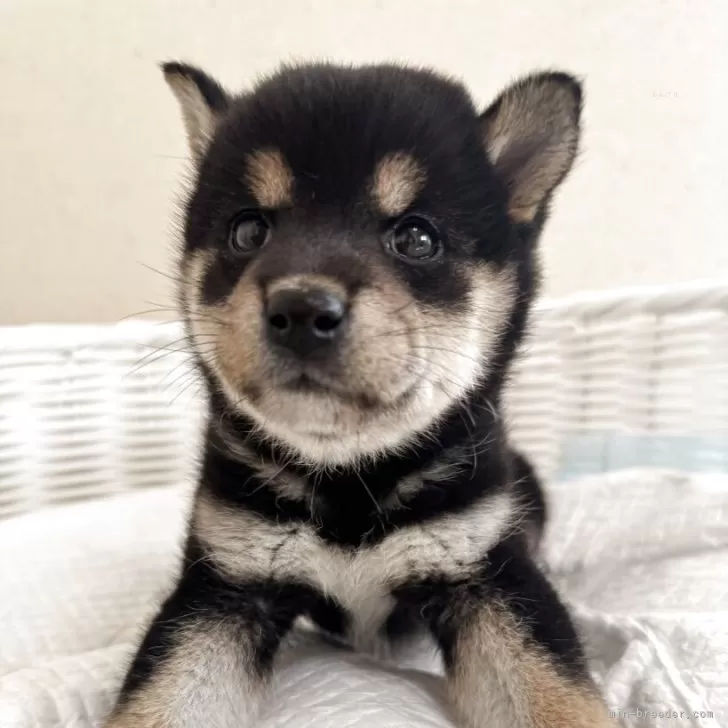 豆柴【兵庫県・女の子・2025年9月6日・黒】の写真1