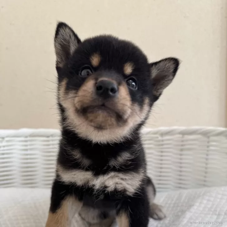 ID：2411-03237の子犬