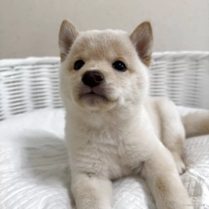 ID：2504-05903の子犬