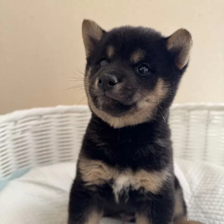 ID:2501-05809の子犬