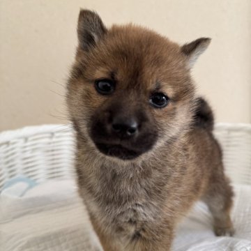 柴犬(豆柴)【兵庫県・女の子・2024年12月26日・赤】の写真「とっても可愛い女の子♪」