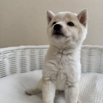 柴犬(豆柴)【兵庫県・女の子・2024年11月24日・白】の写真「とっても可愛い女の子♪♪小豆柴サイズ予想」
