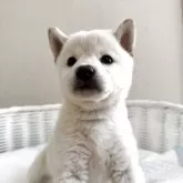 豆柴