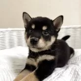 豆柴