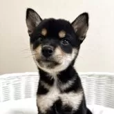 豆柴