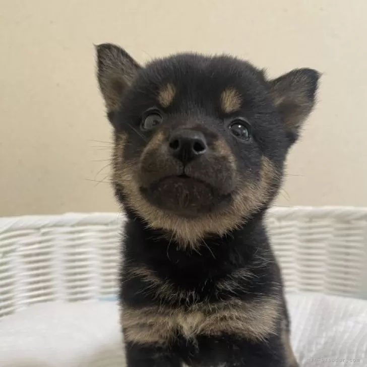 ID：2312-01440の子犬
