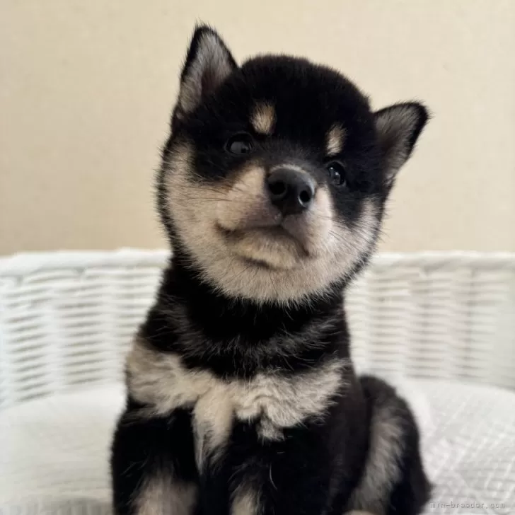 ID:2408-01708の子犬