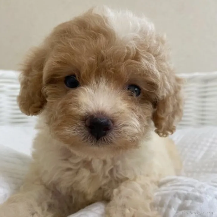 ID:2306-04256の子犬