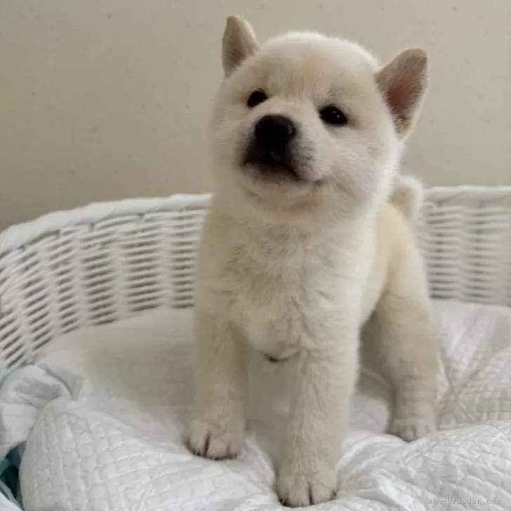 ID：2406-06318の子犬