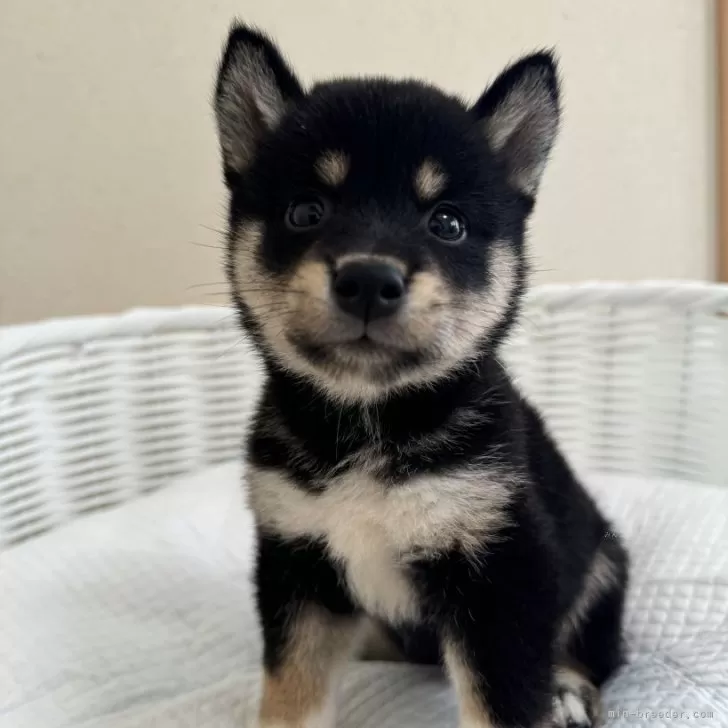 ID：2407-04340の子犬