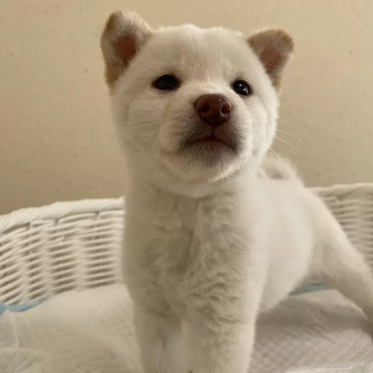 ID:2312-04450の子犬