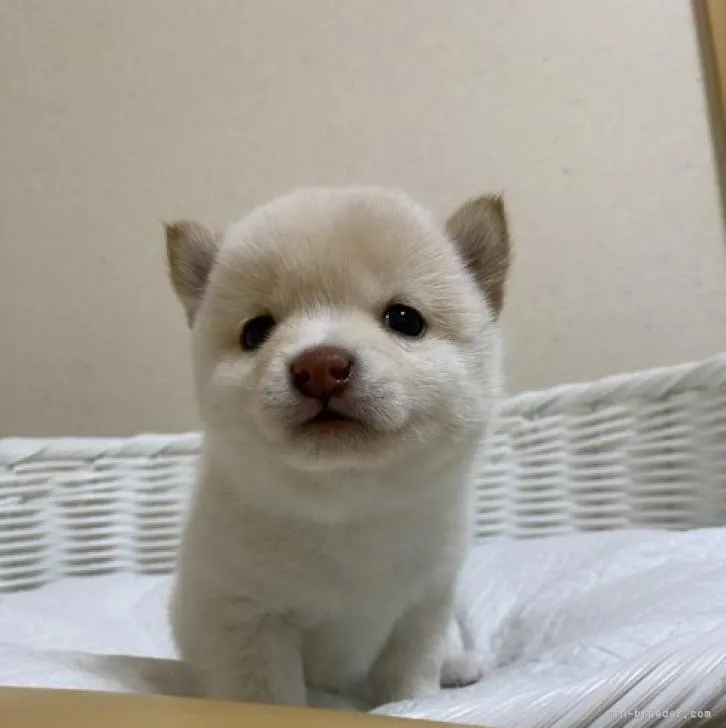 ID：2212-02220の子犬