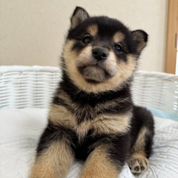 柴犬(豆柴)【兵庫県・女の子・2024年2月17日・黒】の写真「とっても可愛い女の子♪♪」