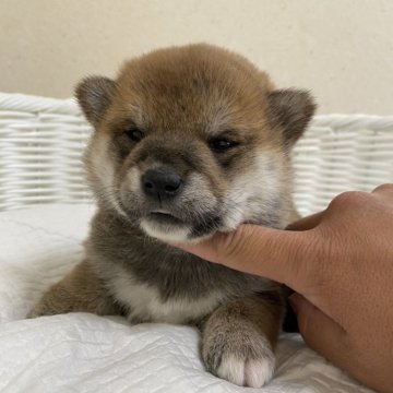 柴犬(豆柴)【兵庫県・女の子・2024年1月5日・赤】の写真「とっても可愛い女の子♪」