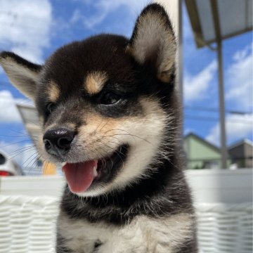 柴犬(豆柴)【兵庫県・女の子・2023年5月27日・黒】の写真「とっても可愛い女の子♪」